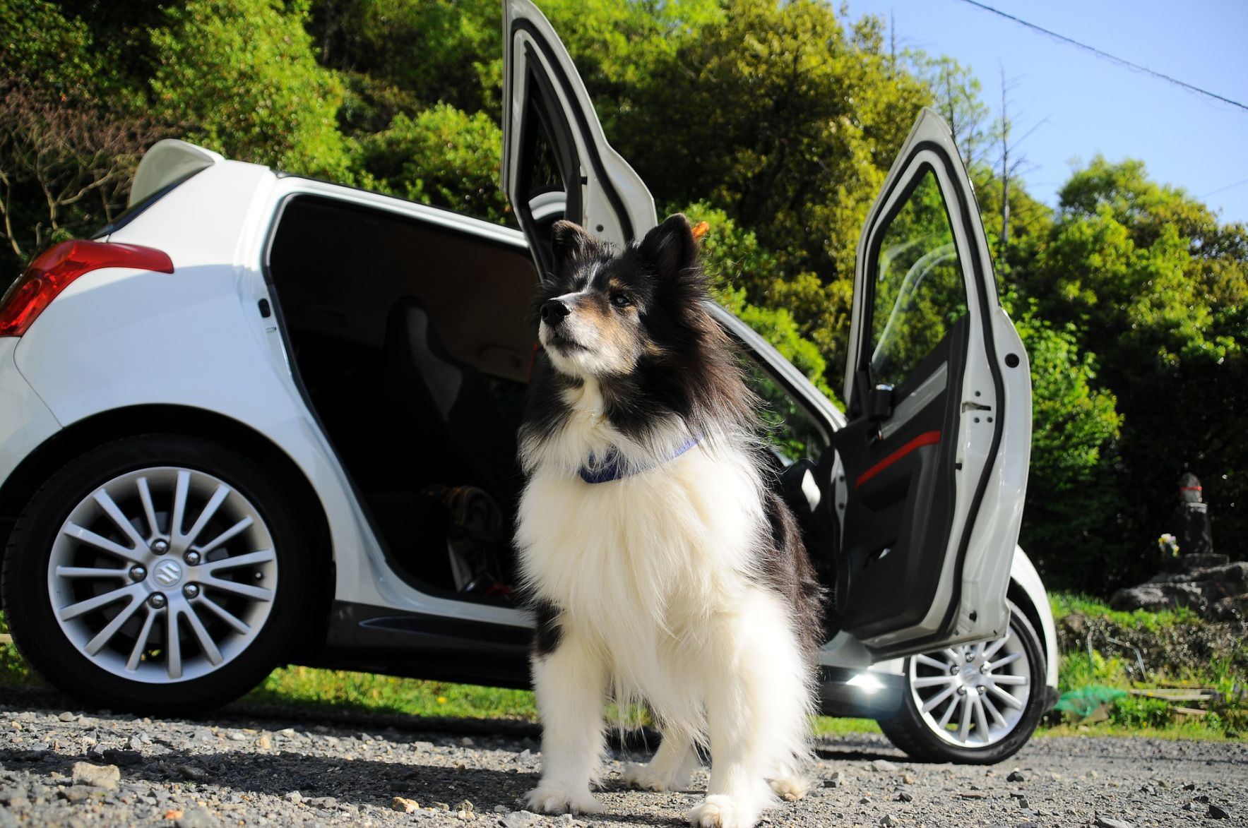 Dog by car (copy)